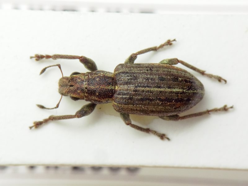 Sitona puncticollis Stephens, 1831